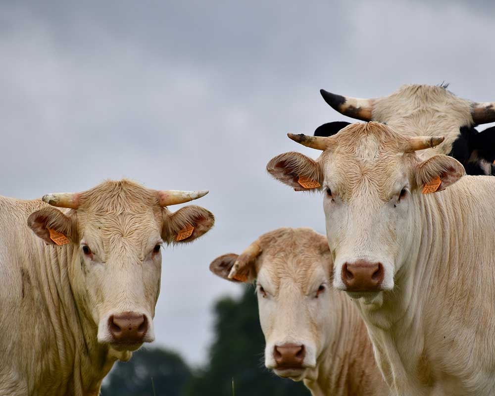 智慧養(yǎng)殖方案